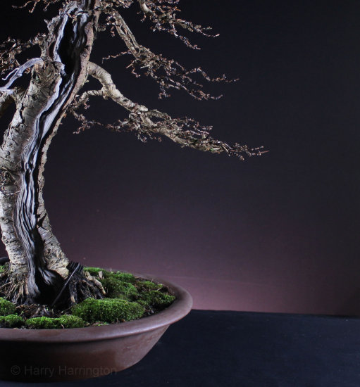 Larch Bonsai Carving and Styling 